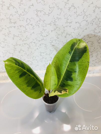 Фикус Шриверианна