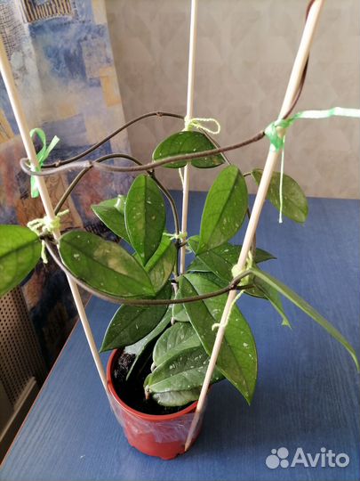 Комнатные растения разные