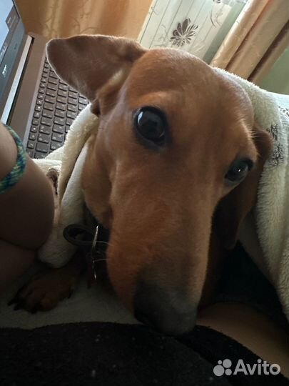 Няня для собаки