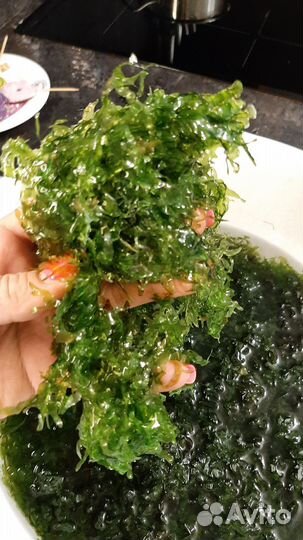 Растения для аквариума