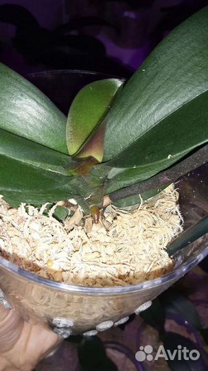 Мох сфагнум