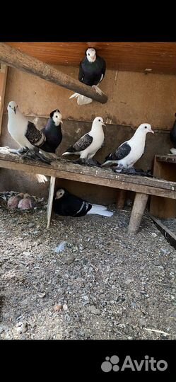 Голуби соксонские ласточки