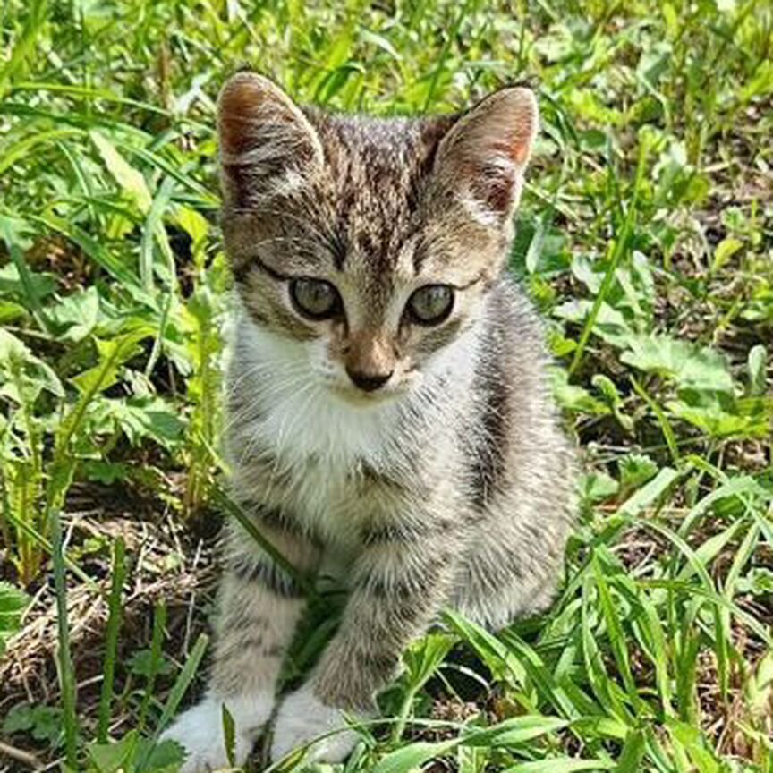 Котята в добрые руки бесплатно