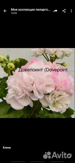 Пеларгония сортовая