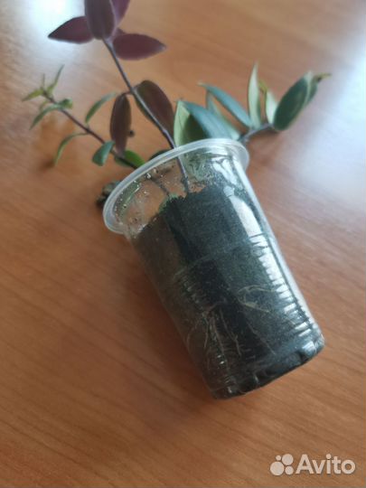 Эсхинантус - рыбка