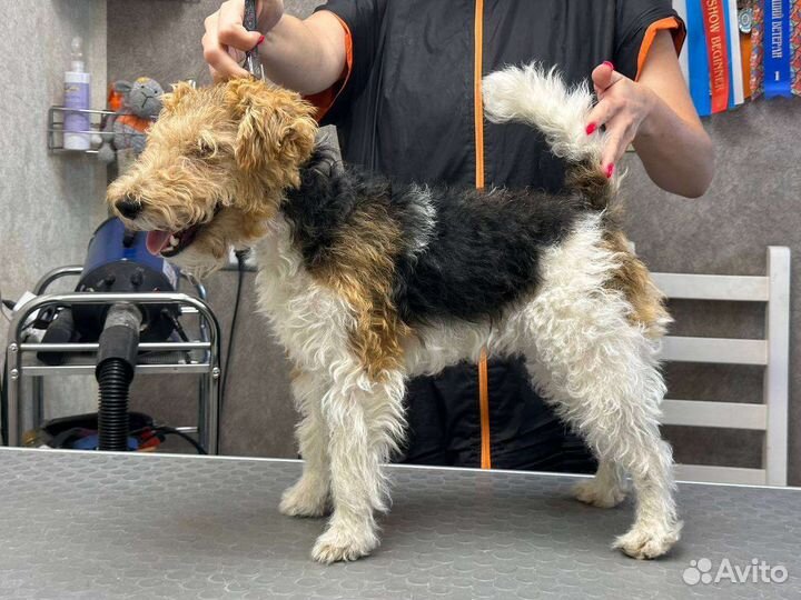 Тримминг собак