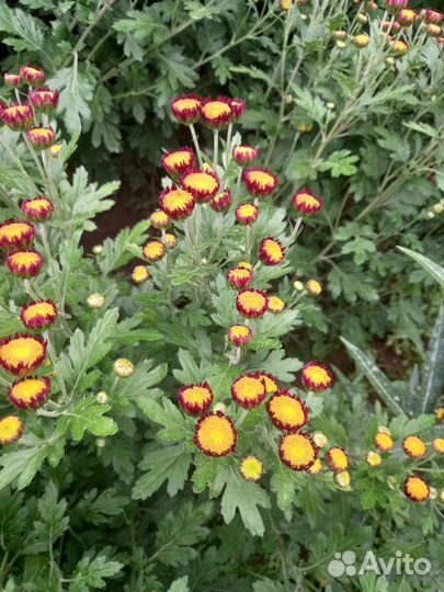 Хризантема