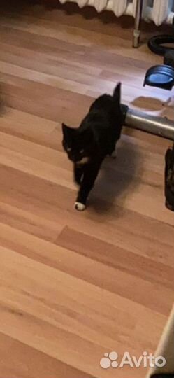 Отдам кошку. Читайте описание