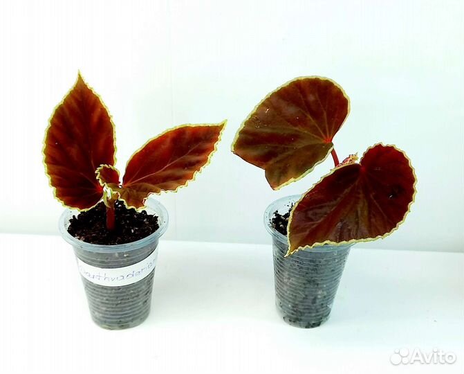 Бегония Dracopelta,Versicolor, Anita Charad и др