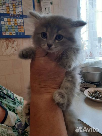 Кошка в дар бесплатно