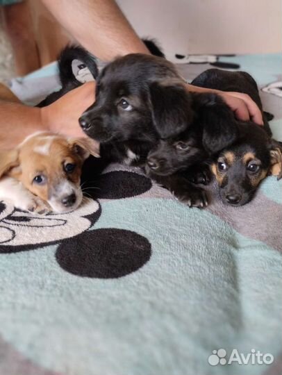 Собака в добрые руки щенки