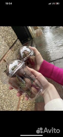 Клубника в шоколаде