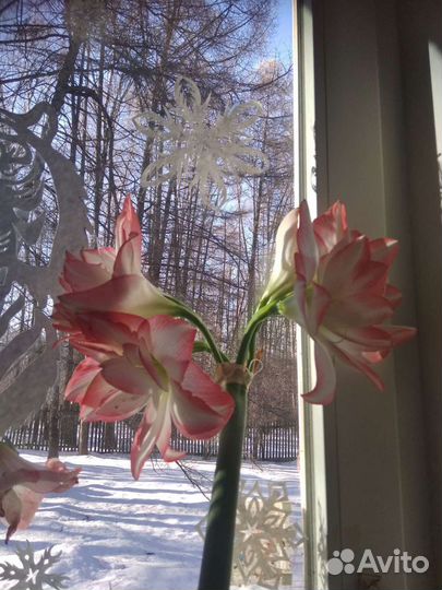 Гиппиаструм