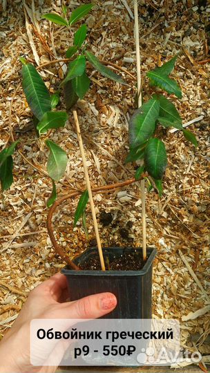 Лианы - обвойник греческий, плющ