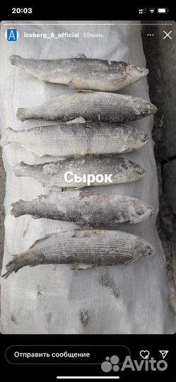 Сырок с/м 250-300грЭл.вес