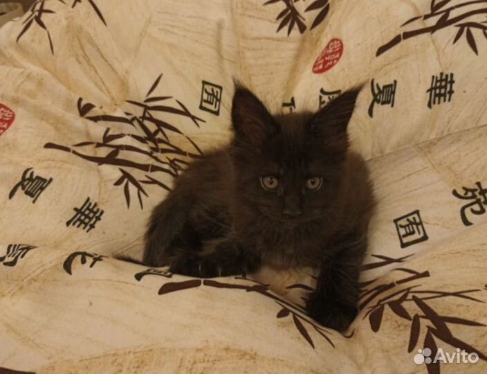 Котята мейн-кун