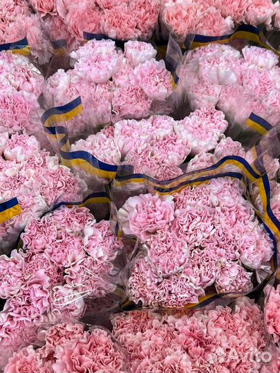 Доставка цветов / Гвоздики