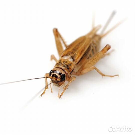 Кормовые насекомые сверчки тараканы