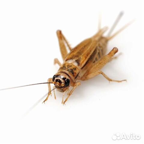 Кормовые насекомые сверчки тараканы