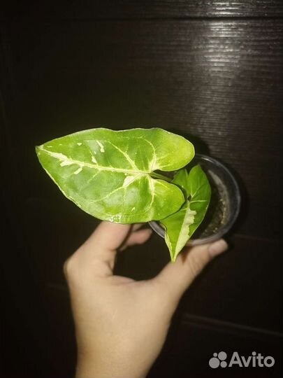 Сингониум панда