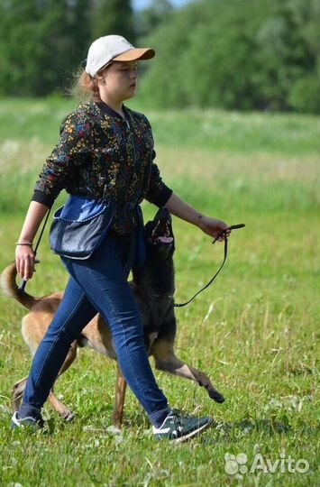 Дрессировка собак