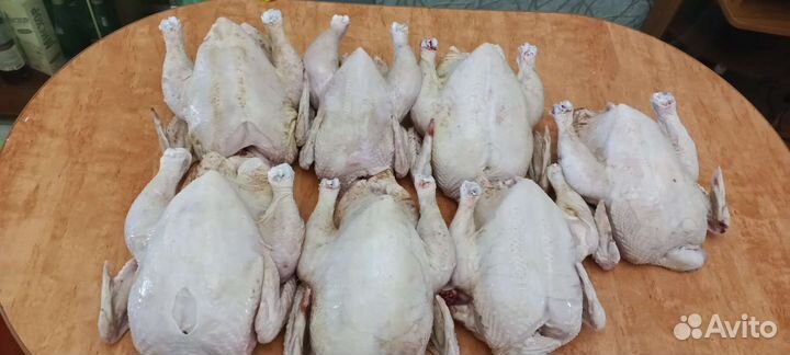 Куры молодки