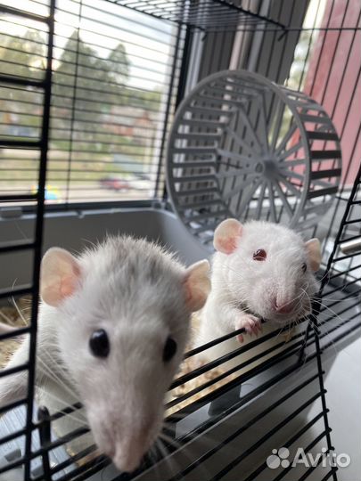 Крыса дамбо