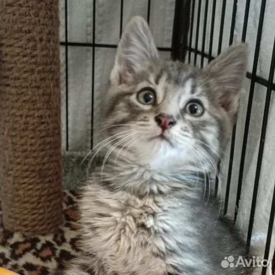 Котик 1,5 месяца в дар