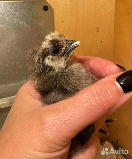 Цыплята ухейилюй