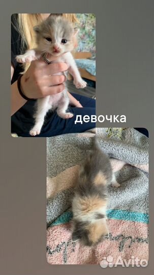 Котята