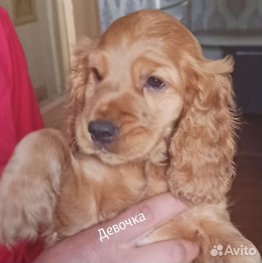 Английский Кокер спаниель