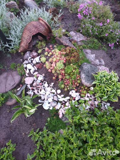 Растения для сада