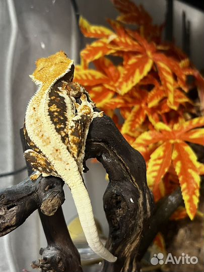 Самки Реснитчатый Бананоед