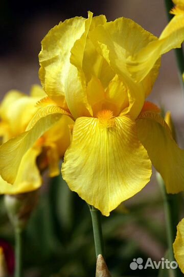 Ирисы