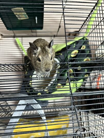 Белки в добрые руки