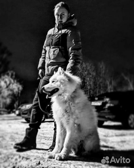 Передержка животных/догситтер