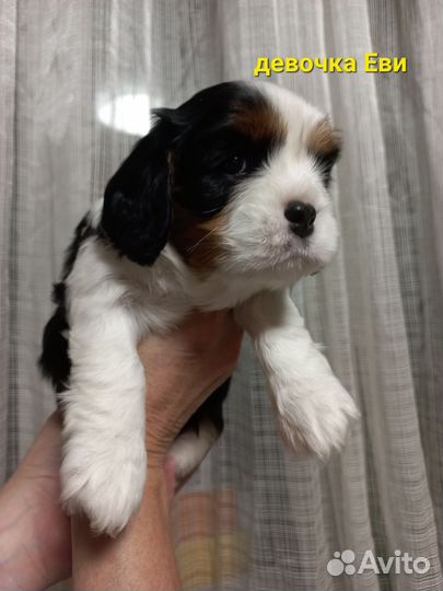 Кавалер кинг чарльз спаниель