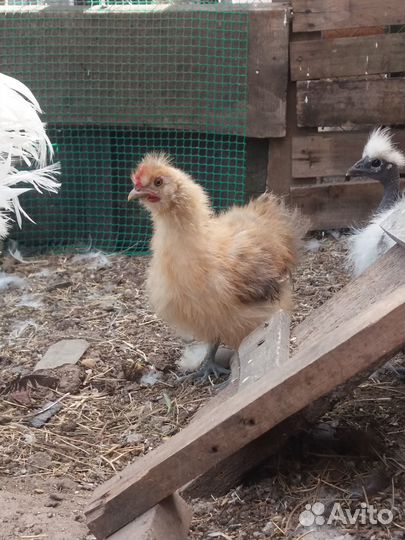 Цыплята китайской шелковой