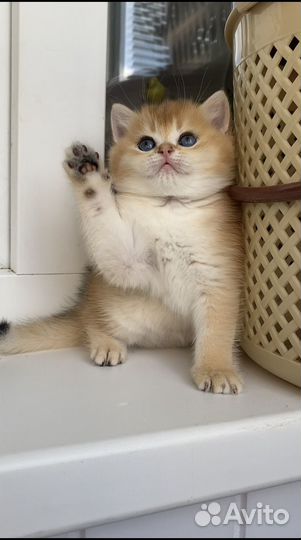 Британские котята золотая шиншилла