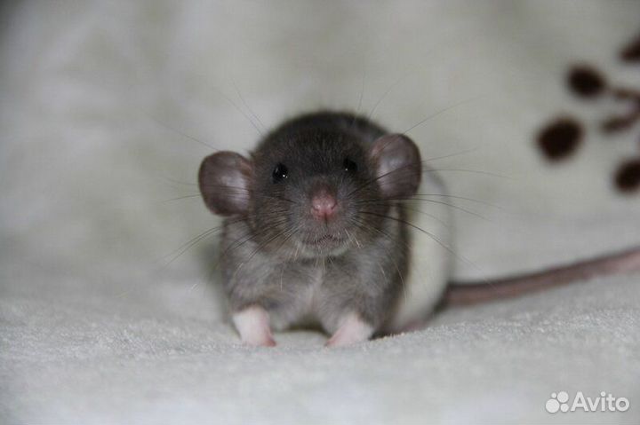 Крыса дамбо