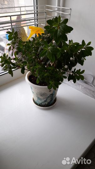 Комнатные цветы