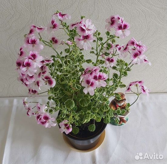 Герань пеларгония