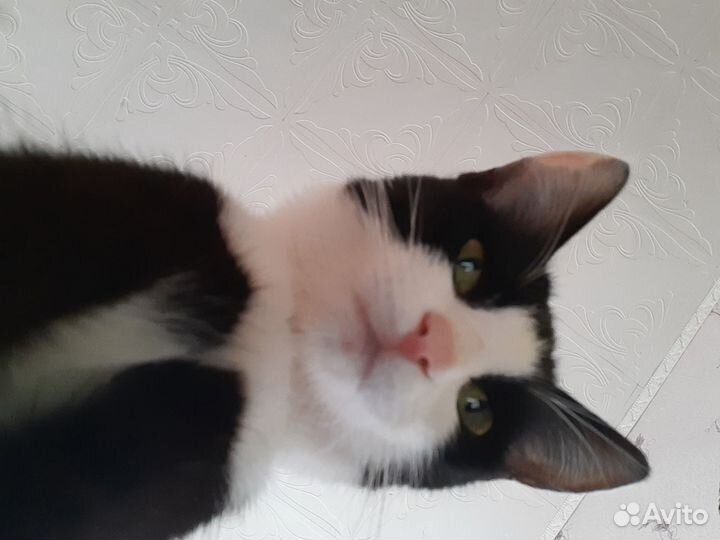 Отдам кошек