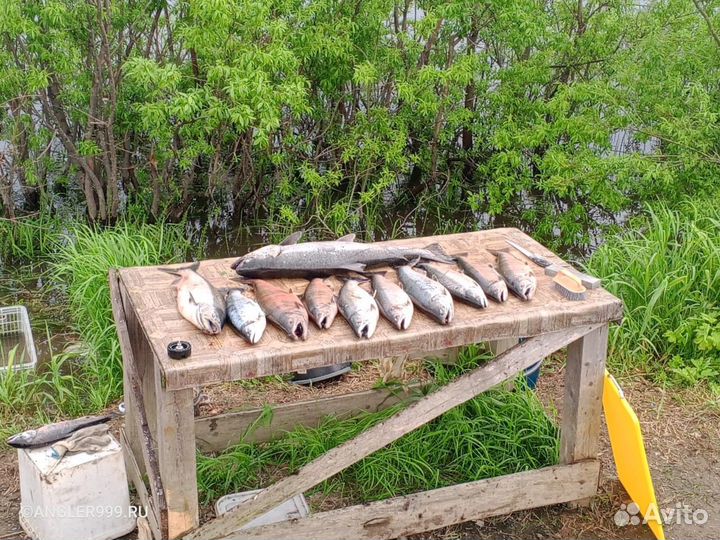 Рыболовные туры Камчатка