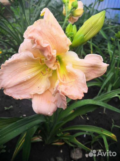 Лилейники и ирисы