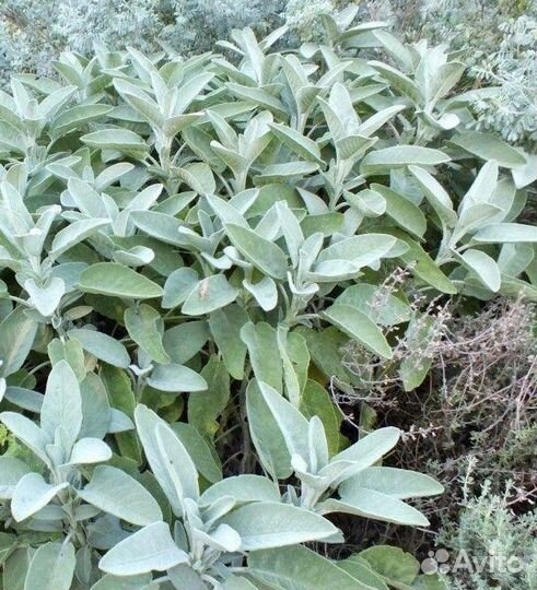 Саженцы пряно - ароматических растений для сада