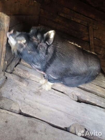 Вьетнамский вислобрюхий хряк