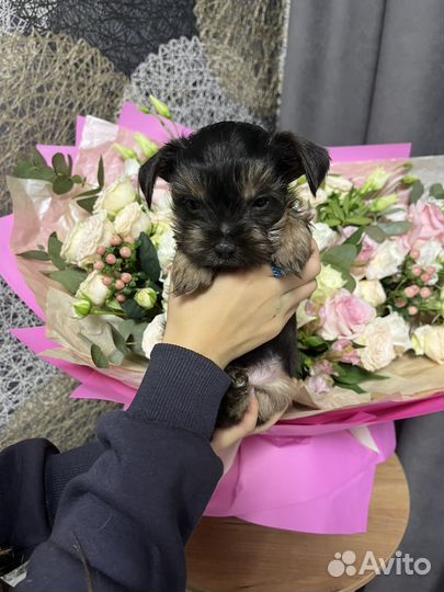 Йоркширский терьер мальчик