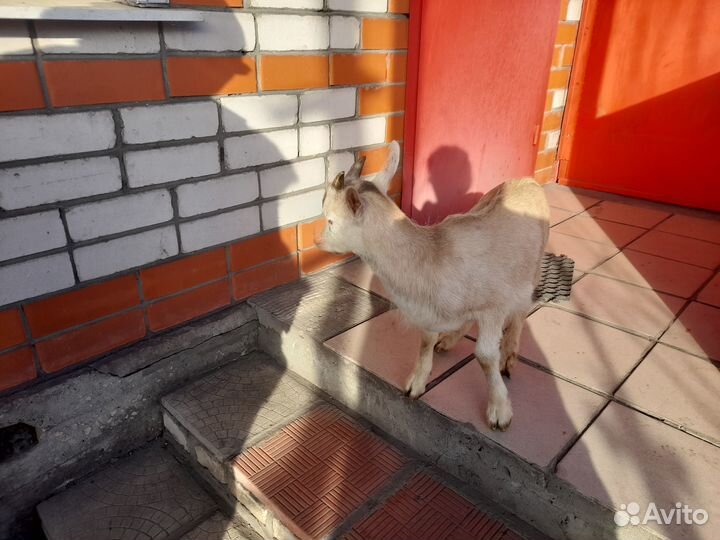 Козлик