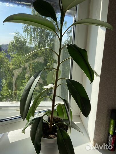 Фикус каучуконосный